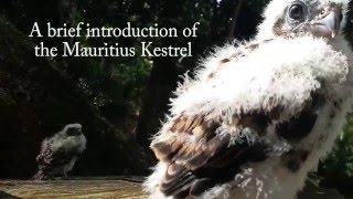 A brief introduction of the Mauritius Kestrel [upl. by Idelson]