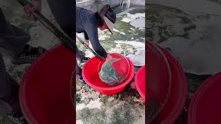 Girl gets scared to see baby crocodiles😩 [upl. by Bilac]