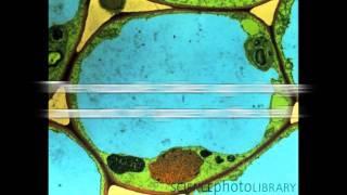 All About Vacuoles [upl. by Gurevich]