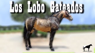 El Pelaje Mas Mexicano De Caballos Lobo Gateado ¿Cómo Se Consiguen Y Cuales Son 🐴Del Cerro Soy [upl. by Moreville]