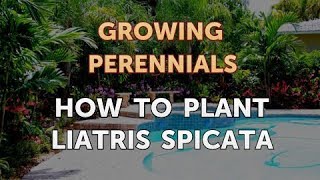 How to Plant Liatris Spicata [upl. by Cibis]