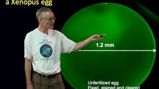 Tim Mitchison Harvard Part 2 Selforganization of meiotic spindles [upl. by Darbie]