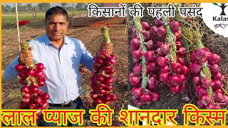 kalash Seeds Research Onion KSP King Jhalawar Rajasthan [upl. by Farny]