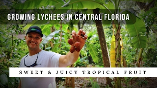 LYCHEE FRUIT IS IN SEASON Perfect for the Central FLORIDA Food Forest [upl. by Drofdeb14]