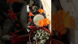 Flores de Sedum Rebutia muscula Semilleros de Lithops y gran raíz de Lithops [upl. by Mientao]