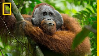 A Rare Look at the Secret Life of Orangutans  Short Film Showcase [upl. by Nivi]