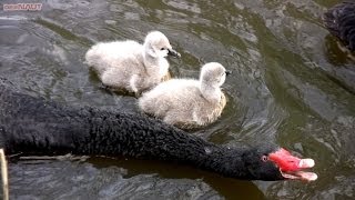 cute swan cygnets  Schwanenküken [upl. by Sucirdor]