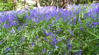 THE BLUEBELLS OF SCOTLAND MAURICE DUNCAN [upl. by Eiramlirpa]