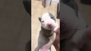 Eyes opening puppy dogbreed viralvideo explore americanbully dog pets pitbull apbt new [upl. by Trofmoc]