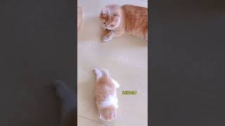 The lovely kittens are really sweet😍😍😍cat catsoftiktok kittycat cutecat funnycat meow for [upl. by Ailana]