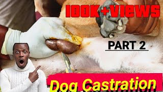 Dog Castration By Open Method 🐕🩸  PART 2  Suturing dogshorts cutedog castration shorts [upl. by Lindberg]