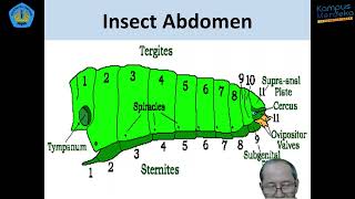 5 HPT  Entomologi Pertanian  Struktur dan Organ pada Abdomen Serangga [upl. by Marcellus655]