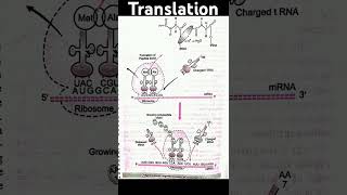 RNA to protein evergreenvigyaan microbiology viral biotechnology dna [upl. by Standley664]