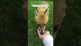 This girl rescued a fox that fell into a lake and adopted it into her warm home animalshorts [upl. by Yecnuahc349]