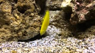 Yellow Wrasse Hiding on Sand [upl. by Hahnke451]