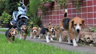 Beagle Puppies Morning Playtime [upl. by Viola162]