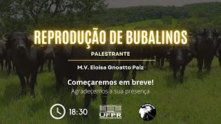 REPRODUÇÃO DE BUBALINOS  MV Eloísa Gnoatto Paiz [upl. by Aicenav]