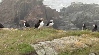 Elliston Puffin Site [upl. by Azalea]