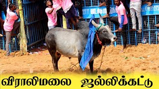 விராலிமலை ஜல்லிக்கட்டு viralimalai jallikattu  மாஸ் காட்டிய காளைகள் [upl. by Chastain]