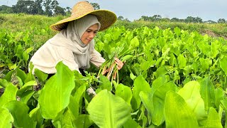 CARI SAYUR LIAR GENJER DI SAWAH DAN MASAK BELACAN PEDAS  Pucuk paku rawan sangat sedap [upl. by Sumedocin]