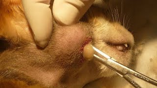 Removing A Huge Botfly From Tiny Kittens Head Part 4 [upl. by Nored]