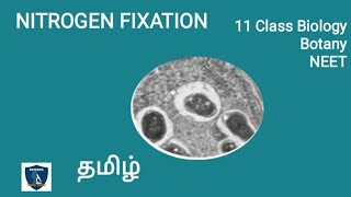 Nitrogen Fixation in Tamil  Mineral Nutrition  Botany I Class 11  NEET  TNSCERT [upl. by Ansley]