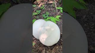 Giant Puffball Calvatia gigantea mushrooms mushroomhunting nature outdoors [upl. by Esenaj]