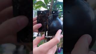 Osmanthus propagation sphagnum moss high pressure method osmanthus HighPressuremethod pruning [upl. by Mutat]