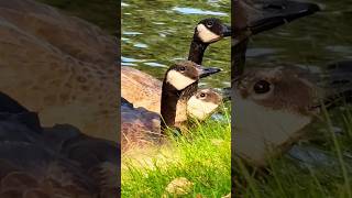 🔥Beautiful Canada goose 美丽的加拿大雁等食物（就是加拿大鹅）羽毛真漂亮🔥So lovely🌹卡尔加里市 Canadagoose wildanimals shorts [upl. by Wilkie175]