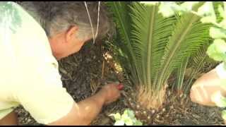 Transplanting a Cycad Palm  Prune Like a Pro [upl. by Kcolttam50]