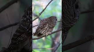 Barred Owls calling on a midOctober afternoon in Kentucky [upl. by Mahan]