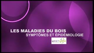 Les maladies du bois 1  Symptômes et Épidémiologie [upl. by Flss962]