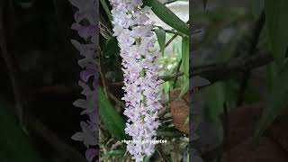 rhynchostylis gigantea [upl. by Atiras]