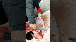 Red Snapper Fish Cutting Recipes [upl. by Lidaa794]