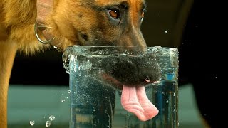 Dog Drinking Water in 4K Slow Motion  Very Differently  4K Ultra HD   S2 E2 [upl. by Cagle413]