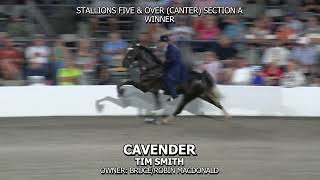 CAVENDER 2024 TENNESSEE WALKING HORSE NATIONAL CELEBRATION [upl. by Ellenohs]