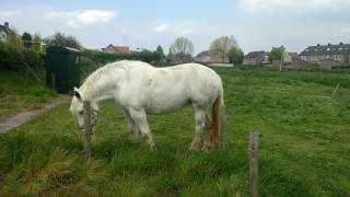 Big Fluffy Neatherlands Horses Veliki Holandski pahuljasti konji [upl. by Niwrad437]