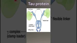 Tau protein Pol iii Holoenzyme [upl. by Estren161]