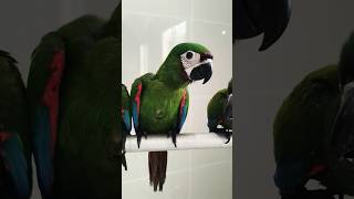 Chestnut Fronted Macaw birds parrot trending youtubeshorts viralvideo shorts youtube explore [upl. by Svend56]