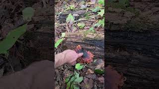 An example of Royoprus badis bay polypore black legged polypore at Giant city state park [upl. by Ibrad]