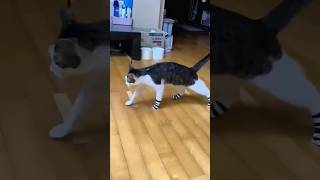 The puzzling behavior of cats shorts cute cuteanimals cat animals shortvideo [upl. by Dareen]