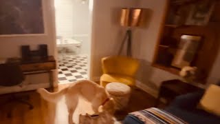 Carolina Dog Friendly Retro Airbnb Tour ActivitiesGames To Do With Your Dog [upl. by Edelman]