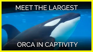 Meet the Largest Captive Orca at SeaWorld San Diego [upl. by Richia]