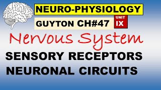 Ch47 Physiology Guyton  Neurophysiology  Sensory Receptors and Neuronal Circuits [upl. by Valaree]