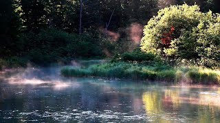 Entspannung Naturgeräusche  Vogelstimmen im Wald [upl. by Ayoj490]