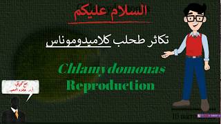 Reproduction of Chlamydomonas تكاثر طحلب كلاميدوموناس [upl. by Aihsatsan]