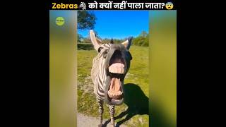 Why Zebras🦓 Cant Be Domesticated [upl. by Idisahc854]