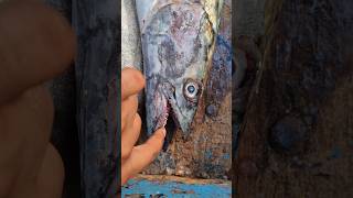 Fishing Fails shorts fish fishing fyp viralvideo [upl. by Emoraj]