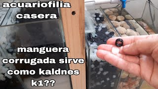 los resultados de usar kaldnes k1 en mi filtro sump [upl. by Nyleve435]