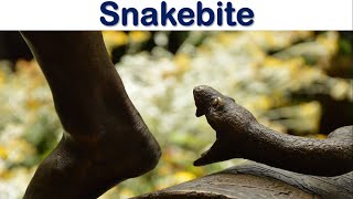 Snakebite Emergencies When Seconds Count  First AID and Treatment [upl. by Pearl]